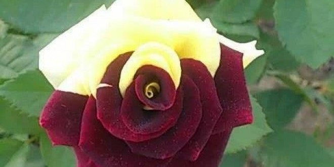 নৈতিক চরিত্র সাফল্যের চাবিকাঠি