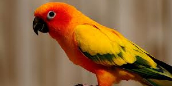 একটি শিক্ষণীয় ঘটনা